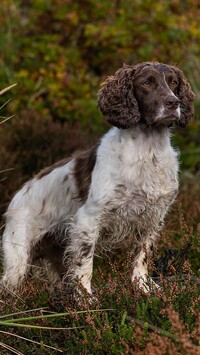 Springer spaniel angielski