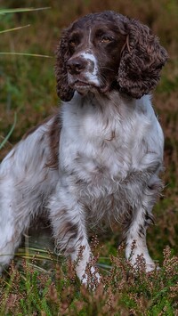 Springer spaniel angielski