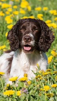 Springer spaniel angielski na łące