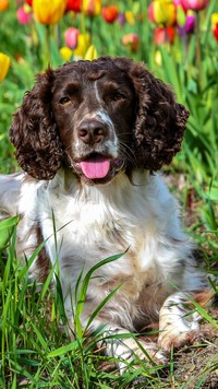 Springer spaniel angielski na tle tulipanów