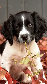 Springer spaniel angielski z gałązką w pysku