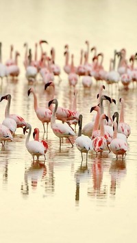 Stado flamingów w wodzie