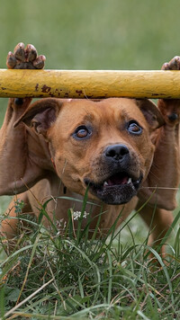 Staffordshire Bull terrier