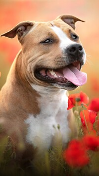 Staffordshire bull terrier