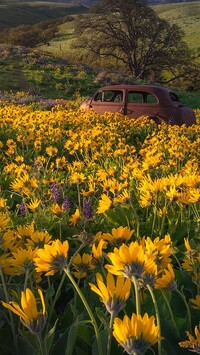 Stary samochód wśród kwiatów balsamorhizy