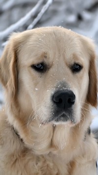 Stęskniony labrador