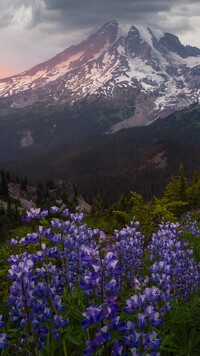 Stratowulkan Mount Rainier i łubiny na łące