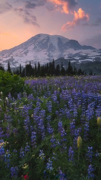 Stratowulkan Mount Rainier