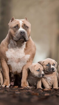 Suka i dwa szczeniaki american bully