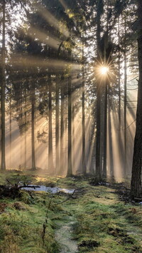 Światło słoneczne w lesie