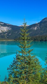 Świerk na tle jeziora Emerald lake