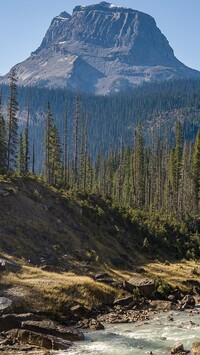 Świerki na tle góry Wapta Mountain