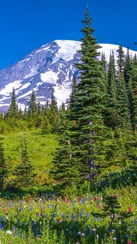 Świerki na tle stratowulkanu Mount Rainier