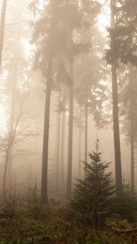 Świerkowy las we mgle