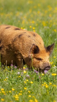 Świnia kunekune