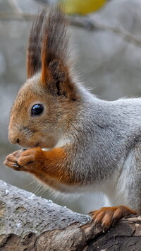 Szaro-ruda wiewiórka