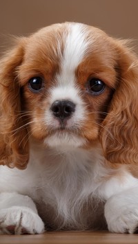 Szczeniaczek cavalier king charles spaniela