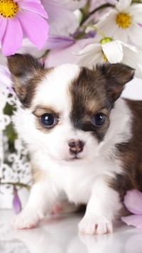 Szczeniaczek chihuahua