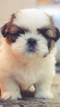 Szczeniaczek shih tzu