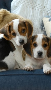 Szczeniaczki rasy  beagle