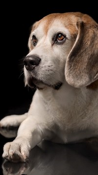 Szczeniak beagle na ciemnym tle
