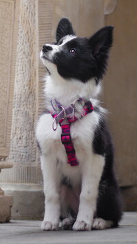 Szczeniak border collie