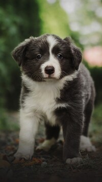 Szczeniak border collie