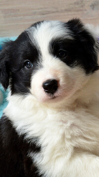 Szczeniak border collie