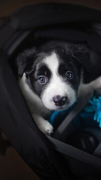 Szczeniak border collie