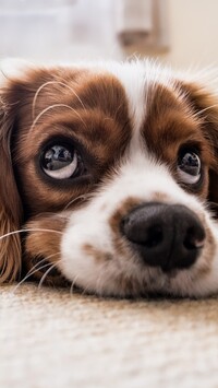 Szczeniak Cavalier king charles spaniel