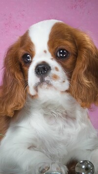 Szczeniak cavalier king charles spaniel