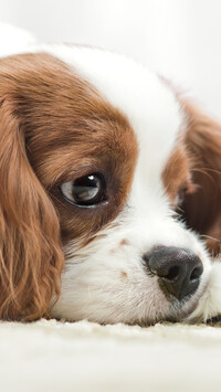 Szczeniak Cavalier king charles spaniel