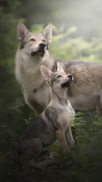 Szczeniak elkhund z mamą