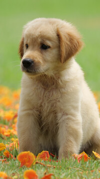 Szczeniak golden retriever