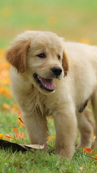 Szczeniak golden retriever