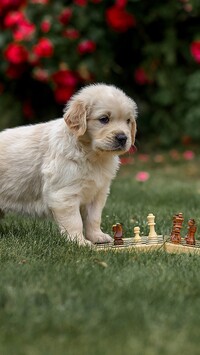 Szczeniak golden retriever na planszy szachów