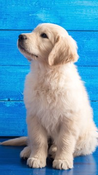 Szczeniak golden retrievera