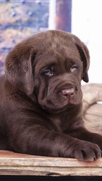 Szczeniak labradora retriever