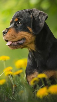 Szczeniak rottweilera na łące