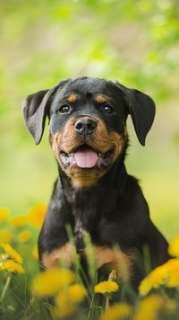 Szczeniak rottweilera na łące