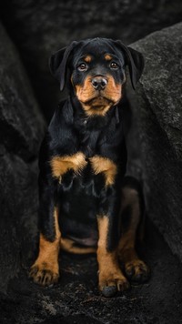 Szczeniak rottweilera