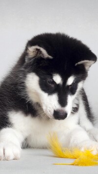 Szczeniak siberian husky