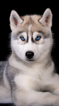 Szczeniak siberian husky