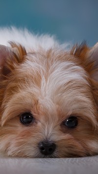 Szczeniak yorkshire terrier