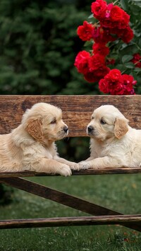 Szczeniaki golden retrievera na ławce