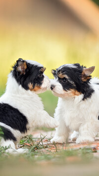 Szczeniaki yorkshire terrier biewer