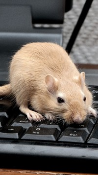 Szczur na klawiaturze