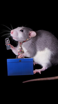 Szczur w krawacie z telefonem i teczką