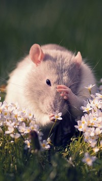 Szczur w kwiatach