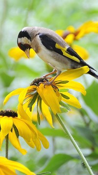 Szczygieł na kwiatach rudbekii